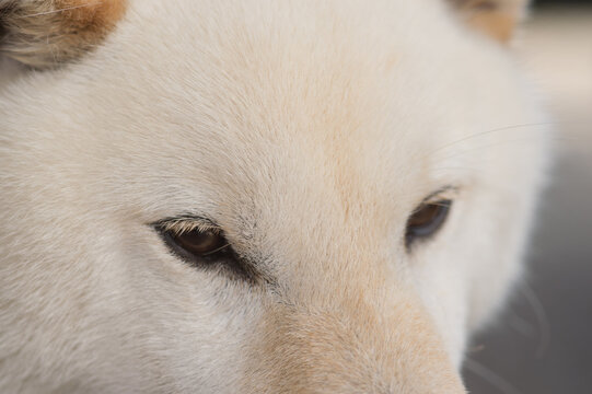 北海道かわいい動物 の写真 ロイヤリティフリーの画像 グラフィック ベクターおよびビデオ Adobe Stock
