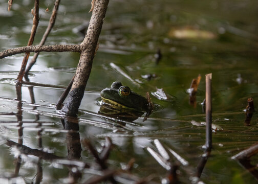 A frog lying in wait