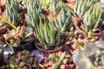 Fototapeta premium Large Haworthia reinwardtii growing as indoor plant in succulent collection.