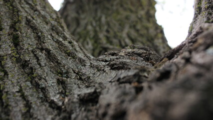 Tree picture