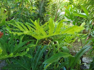 Obraz premium Philodendron bipinnaTifidum dans le jardin