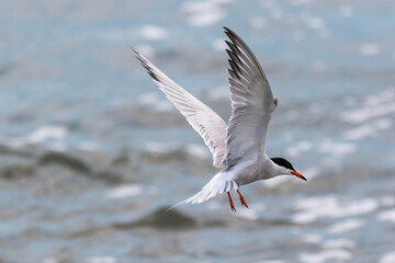 Common Tern, Sterna hirundo, in hovering pattern ready to dive for catch