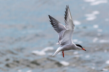 Common Tern, Sterna hirundo, in hovering pattern ready to dive for catch