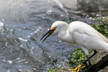 Snowy Egret, Egretta thula, with catch of the day near water's edge on a summer afternoon