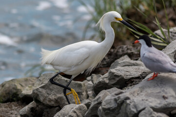 Snowy Egret, Egretta thula, with catch of the day near water's edge on a summer afternoon