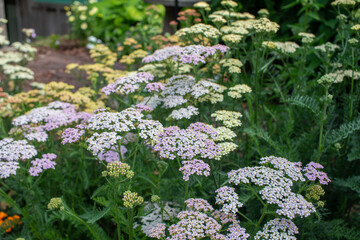 Close up texture view of bright colorful blooming flowers and buds on yarrow plants (achillea millefolium) in a sunny ornamental garden © Cynthia