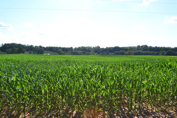 field of corn