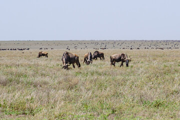 Herd of  Blue Wildebeests During Great Migration in the Serengeti of Tanzania