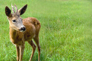 little roe deer with horns in defocus  on a green background