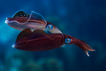 Caribbean Reef Squid © J.T. Lewis