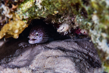 Spotted Moray Eel