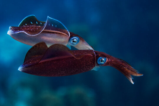 Caribbean Reef Squid