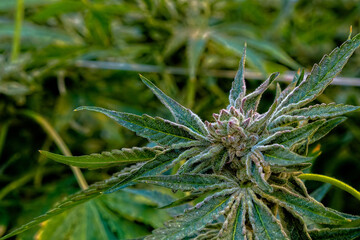 Naklejka na ściany i meble Marijuana indoor farm, Oregon