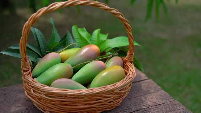 Fresh mango fruit in the basket on natural farm background,Basket of Mangifera indica L. mango in mango harvest