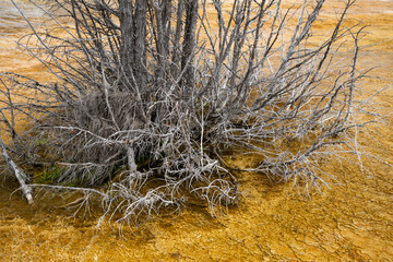 Close up of dead roots and branches of a tree that was growing out of a hot spring in Yellowstone National Park, at Mammoth Hot Springs
