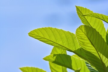 青空バックに見上げるビワの若葉
