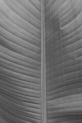 black and white color old banana leaf background