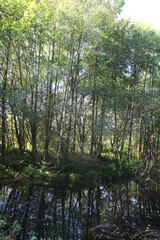 Obraz premium Cannock Chase, Staffordshire, United Kingdom, an area of Outstanding Natural Beauty, featuring forests, paths and lakes