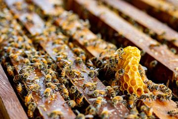 Frames of bee hive with honey , Apiculture , Apiary