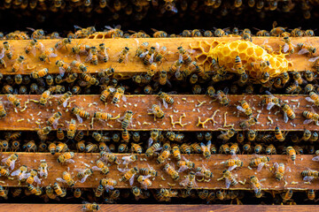 Frames of bee hive with honey , Apiculture , Apiary