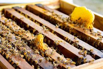 Frames of bee hive with honey , Apiculture , Apiary