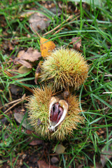 Cannock Chase, Staffordshire, United Kingdom, an area of Outstanding Natural Beauty, featuring forests, paths and lakes
