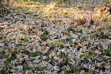 Autumn