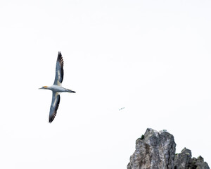 gannet flying over a rock