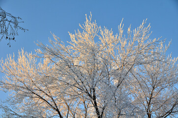 Fototapeta na wymiar Trees covered with hoarfrost in the first rays of the sun