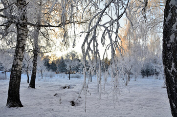 Trees covered with hoarfrost in the first rays of the sun