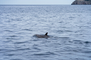 Fototapeta premium dolphin jumping out of water