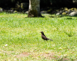 blackbird in the grass
