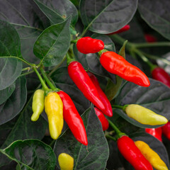 Photograph of a yellow and red tabasco pepper crop
