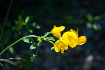Bird's-Foot Treefoil