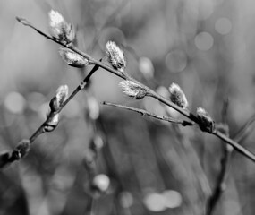 Black and White pussy willow flower sping
