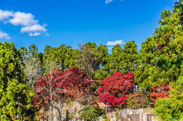 青空と緑と紅葉　神戸市立森林植物園