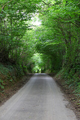 Fototapeta na wymiar Devon is a county in southwest England. Featuring tree lined road