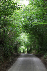 Fototapeta premium Devon is a county in southwest England. Featuring tree lined road