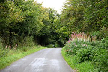 Devon is a county in southwest England.  Featuring tree lined road