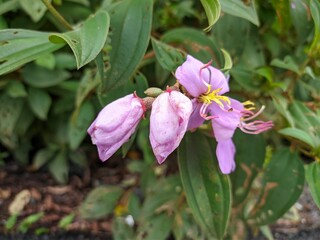 Senggani flower or Harendong flower (Melastoma) thrives in the tropical nature of Kalimantan