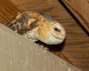 Barn Owl