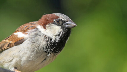 House Sparrow sitting on fence
