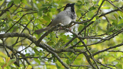 House Sparrow sitting in hedge in UK