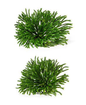 Revival herb on white background.