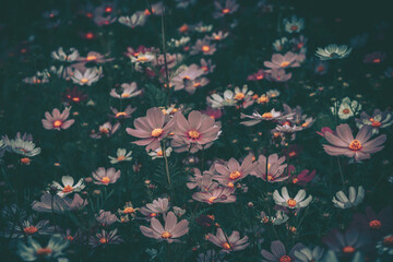 Cosmos flowers field background;  vintage style
