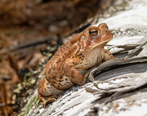 Brown toad on a birch log