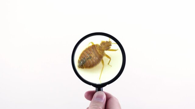 Nasty bedbug insect parasite home infestation extreme macro close up with magnifying glass holding with hand POV inspection. Concept of pest control, expert exterminator house treatments.