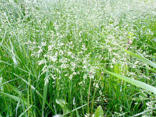 abstract textural background blooming bluegrass meadow, focus in the background