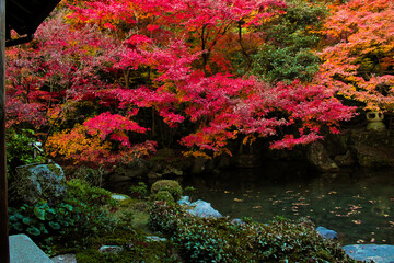 紅葉