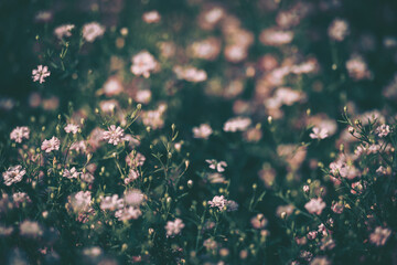 Cosmos flowers field background;  vintage style